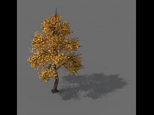 explore the mountains - hongye tree 09 3Dモデル