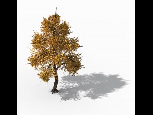 explore the mountains - hongye tree 09 3D Model