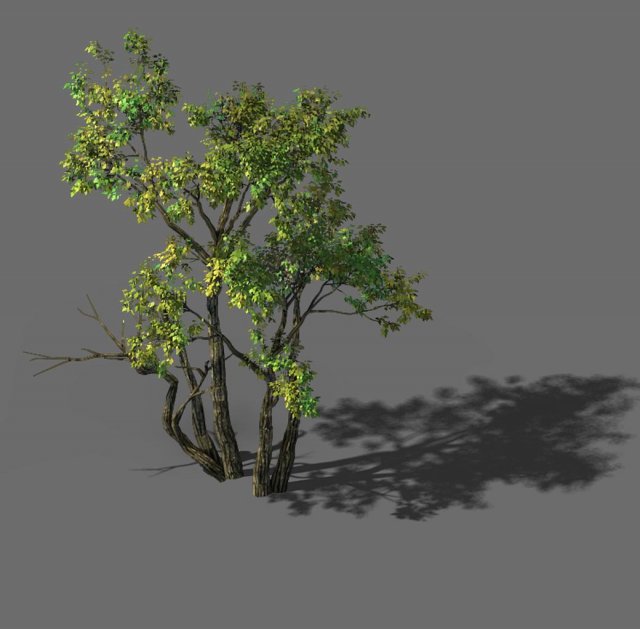 explore the mountains - grove 01 Modèle 3D .c4d .max .obj .3ds .fbx .stl .blend 
