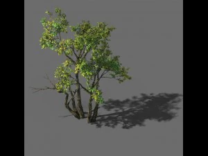 dağları keşfedin - koru 01 3D Model