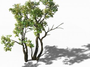 explore the mountains - grove 02 Model 3D