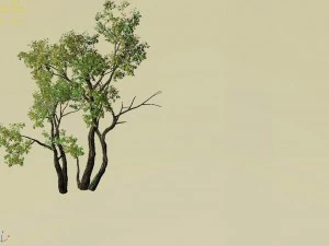 explore the mountains - grove 02 3D Model