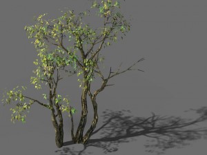 explore the mountains - grove 03 3D-Modell