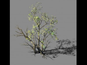 explore the mountains - grove 05 3D Model