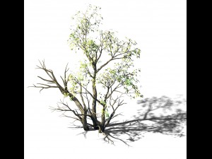 explore the mountains - grove 05 Model 3D
