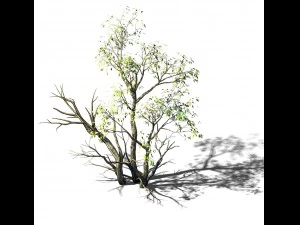 explore the mountains - grove 05 3D Model