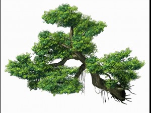explore the mountains - cliff - tree 01 3D-Modell