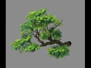 esplora le montagne - scogliera - albero 02 Modello 3D