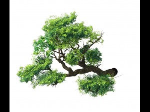 explore the mountains - cliff - tree 02 3Dモデル