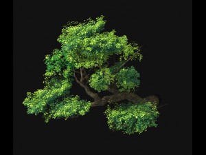 explore the mountains - cliff - tree 02 3Dモデル