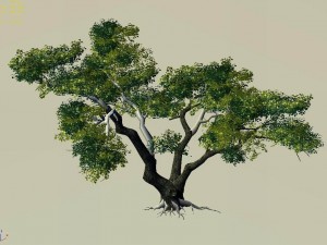 explore the mountains - cliff - tree 03 Model 3D