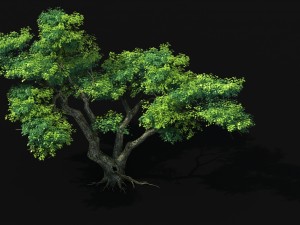 explore the mountains - cliff - tree 03 Model 3D