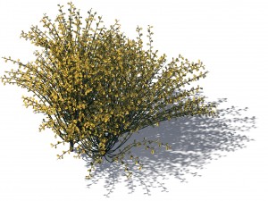 explore the mountains - plants - shrubs 02 3D Model