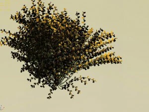 explore the mountains - plants - shrubs 02 3D Model