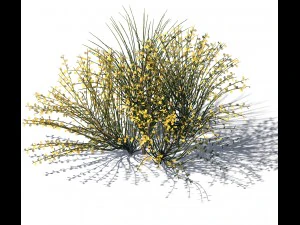 explore the mountains - plants - shrubs 04 3D Model
