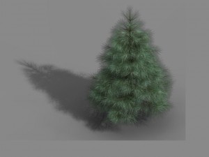 tianyin temple - pine 01 3D Model