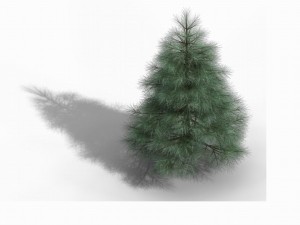 tianyin temple - pine 01 3D Model