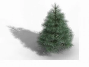 tianyin temple - pine 01 3D Model