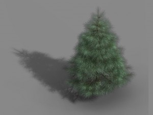 tianyin temple - pine 01 3D Model