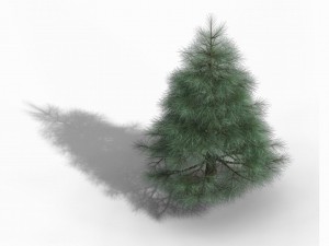 tianyin temple - pine 01 3D Model