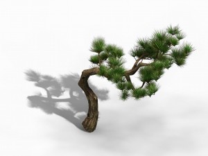tian yin temple - pine 02 Model 3D