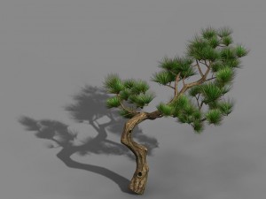tian yin temple - pine 02 Model 3D