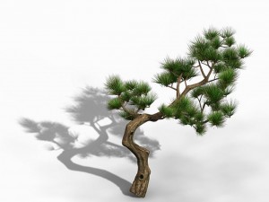 tian yin temple - pine 02 Model 3D