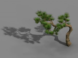 tian yin temple - pine 02 3D Model