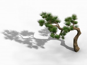 tian yin temple - pine 02 Model 3D