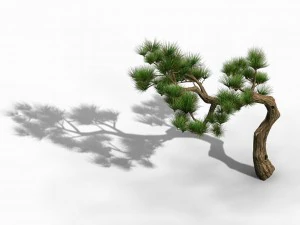 tian yin temple - pine 02 3D Model