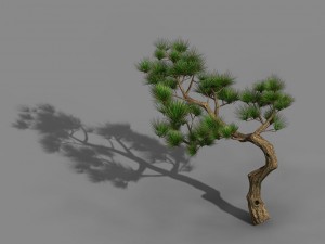 tian yin temple - pine 02 Model 3D