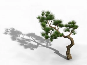 tian yin temple - pine 02 3D Model