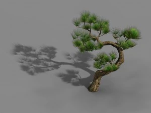 храм Тяньінь - сосна 03 3D Модель