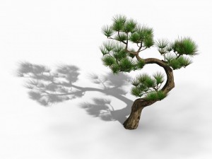 tianyin temple - pine 03 3D-Modell
