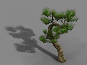 tianyin temple - pine 03 3D Model