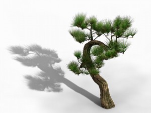 tianyin temple - pine 03 3D-Modell