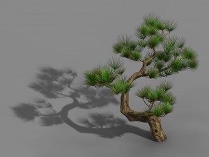 tianyin temple - pine 03 3D-Modell