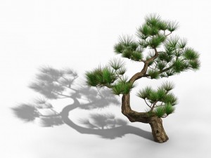 tianyin temple - pine 03 3D-Modell