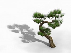 tianyin temple - pine 03 3D-Modell