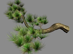 tian yin temple - pine 04 Model 3D