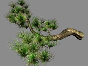 tian yin temple - pine 04 3D Model