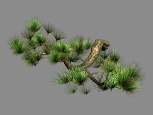 tian yin temple - pine 04 3D Model