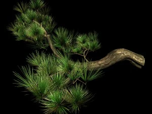tian yin temple - pine 04 3D Model