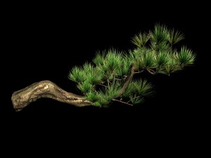 tian yin temple - pine 04 Model 3D