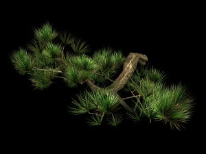 tian yin temple - pine 04 3D Model