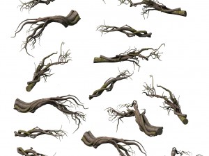 tongtianhe - plants - climbing vine 3D 模型