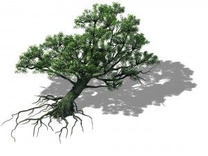 wu gorge - big tree 01 Modelo 3D