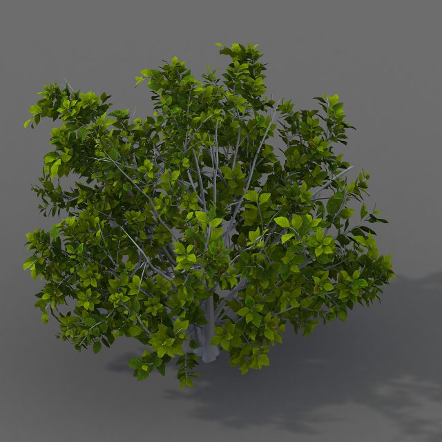 journey to the west - shrubs 01 Modelo 3D .c4d .max .obj .3ds .fbx .stl .blend 