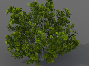 journey to the west - shrubs 01 3D Model