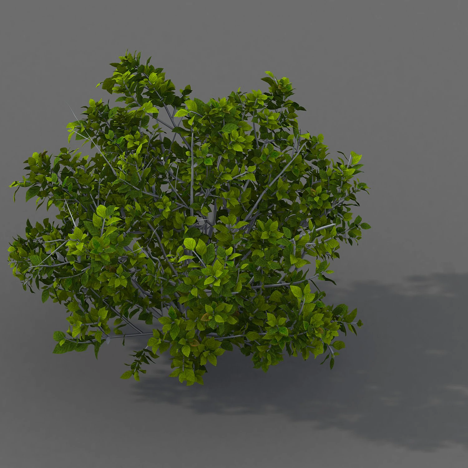 journey to the west - shrubs 02 3D Model .c4d .max .obj .3ds .fbx .stl .blend 